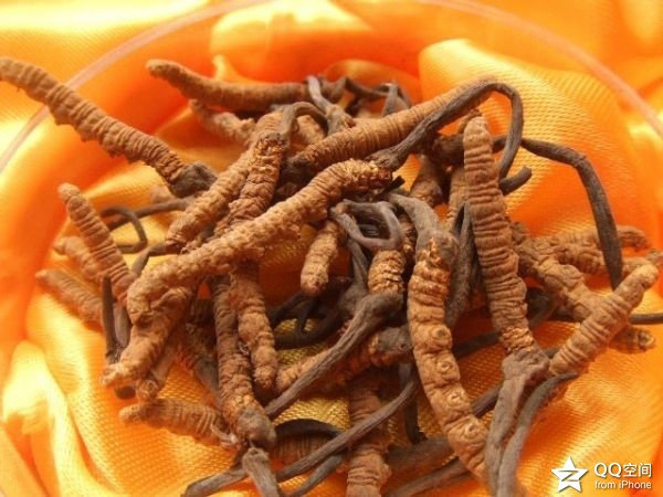 17道冬虫夏草美味滋补做法，越吃越营养！ - 缘水禅心 - 