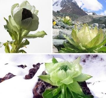 驴友盗挖天山雪莲，可知其...