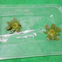 草莓圣诞老人、圣诞雪人的做法 步骤8
