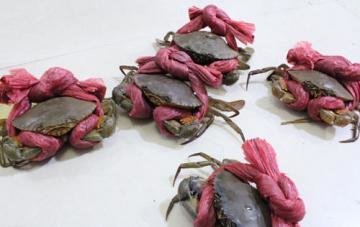 怎么样挑选青蟹的方法和技...