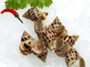 花螺的营养价值-花螺对人...