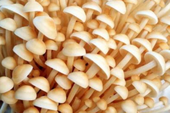 菌菇种类有哪些？2