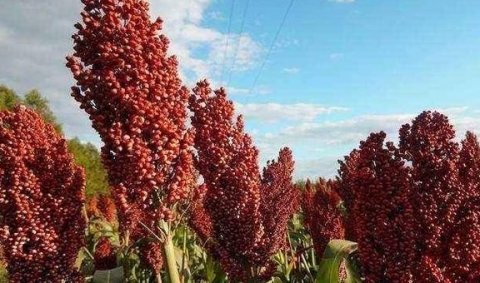 脾虚不好吃什么？多吃猴头菇，高粱，糯米，茯苓，健脾养胃3