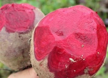 红菜根人称“补血王”，女性常食，给肠道洗个澡，效果比红糖还好1