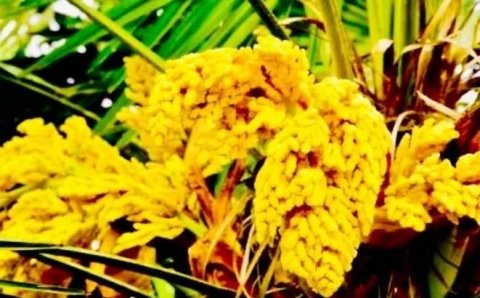 【棕榈花】女性用它泡水喝...