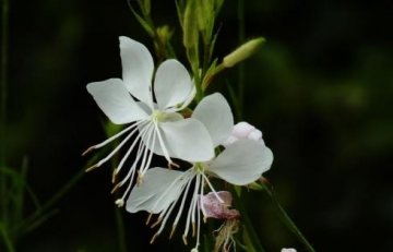 酷似桃花草药【山桃草】可以疏肝散寒，健脾补肾，治腰酸腿软4