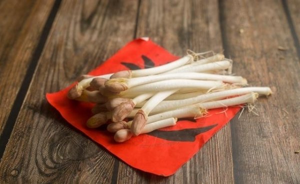 花生芽怎么培育?3