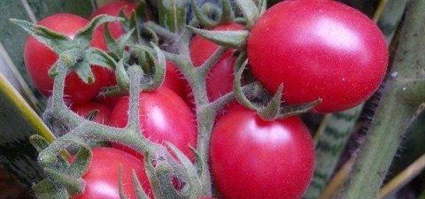 推荐3种淡斑抗衰老的食物-补血养颜吃什么最好2