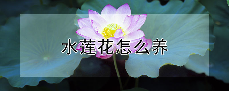 水莲花怎么养？