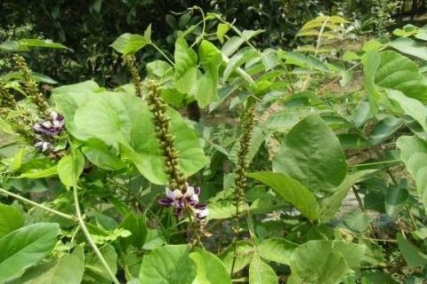 葛花的作用与功效