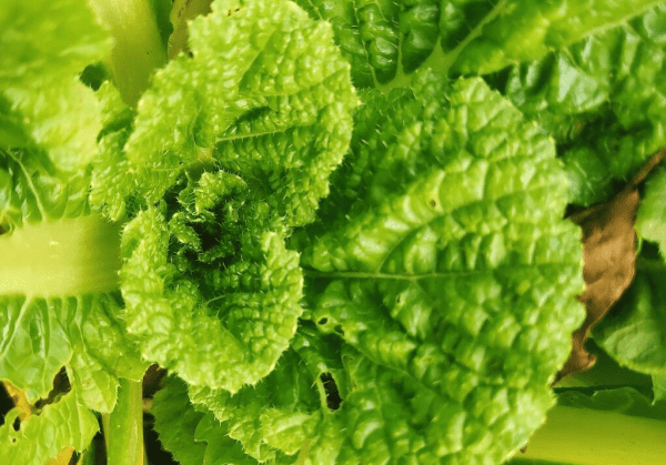 适合春天吃的高维c的食物...