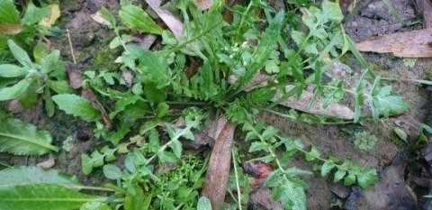 适合春天吃的野菜有哪些