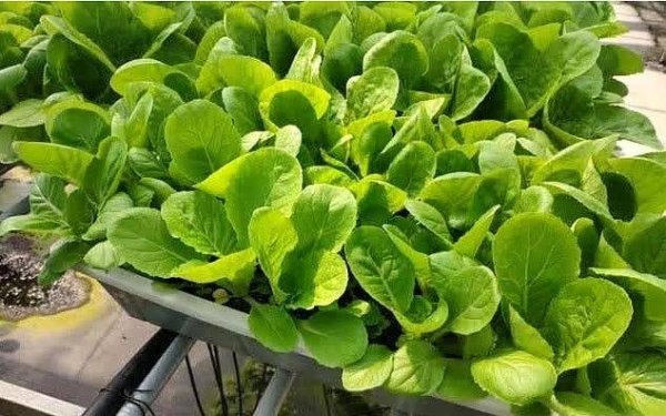 快菜什么时候种-快菜种植...