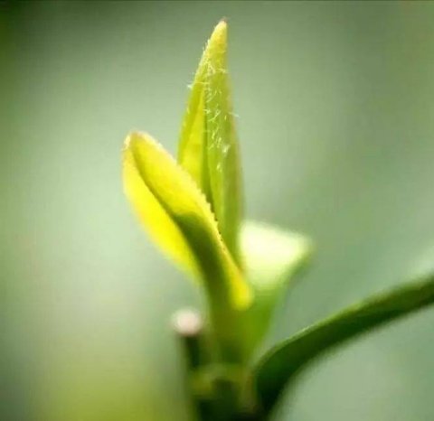 喝春茶有什么好处？