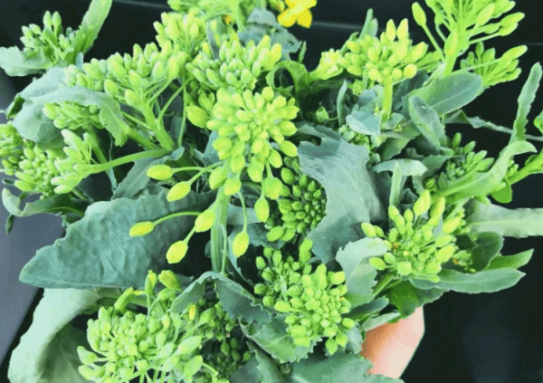 油菜花怎么做好吃-炝炒油菜花的做法4