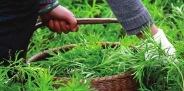 藜蒿是发物吗-藜蒿的功效与作用做法1