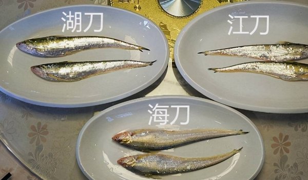刀鱼为什么那么贵-刀鱼馄饨馅做法6