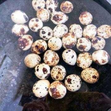 肉烧鹌鹑蛋怎么烧-五花肉烧鹌鹑蛋做法10