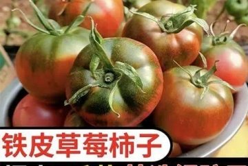 草莓味西红柿多少钱一斤-草莓西红柿什么味道1