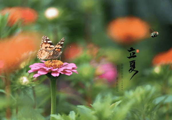 立夏怎样养生-立夏吃什么养生窍门6