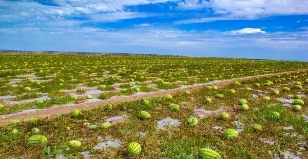 全国哪里的西瓜最好吃-中国最好吃的西瓜排行1