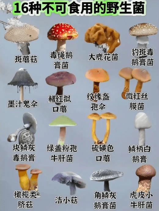 哪种蘑菇好吃