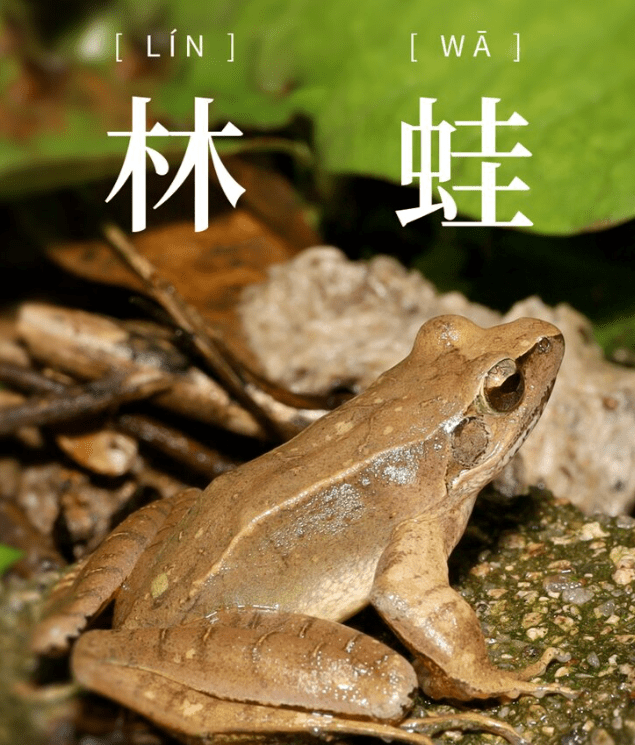 林蛙怎么做好吃