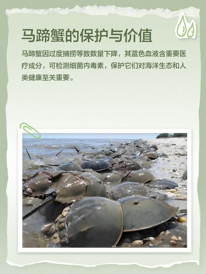 马蹄蟹好吃吗