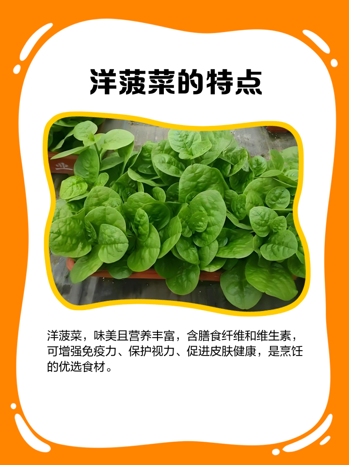 洋菠菜怎么做好吃