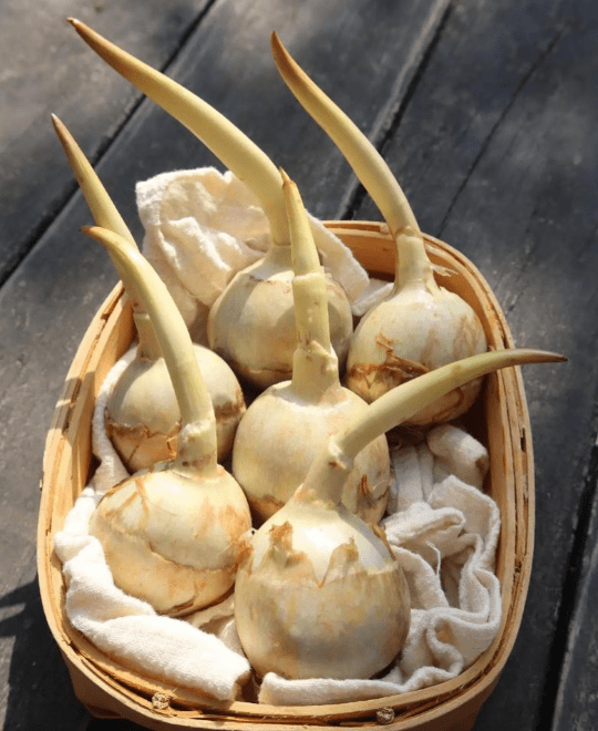 茨菰好吃吗